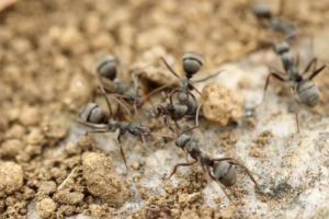 Plagas de hormigas